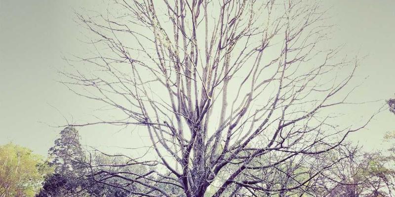 星球大战8：最后的绝地武士